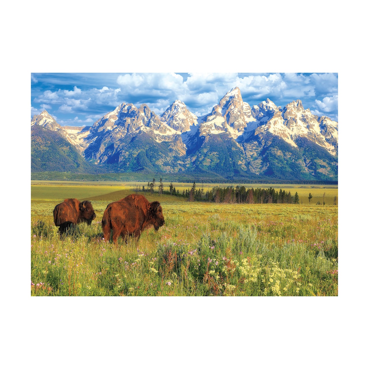 Steve Hinch - Grand Teton National Park, Wyoming, USA: 1000 Pcs